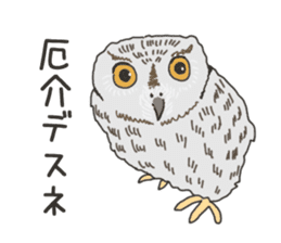 The owl sticker sticker #8397980