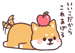 fluffy fat Shiba2 sticker #8424137