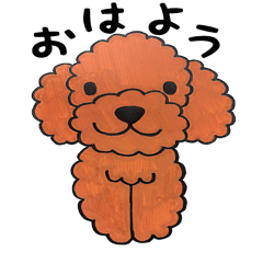 toy poodle sora and pretty girl