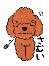 toy poodle sora and pretty girl sticker #8431793