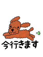 toy poodle sora and pretty girl sticker #8431797