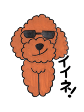 toy poodle sora and pretty girl sticker #8431804