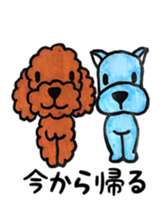 toy poodle sora and pretty girl sticker #8431807
