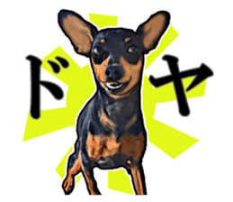 THE REAL MINIPIN FESTIVAL sticker #8433601