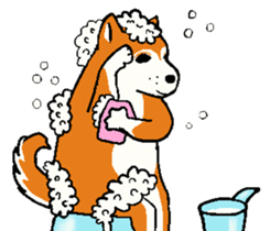 Delusion of the Japanese midget Shiba sticker #8443787