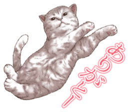 Strange pose cat 5 sticker #8460534