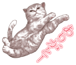 Strange pose cat 5 sticker #8460534