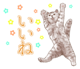 Strange pose cat 5 sticker #8460543