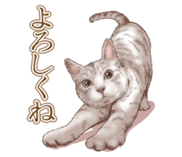 Strange pose cat 5 sticker #8460546
