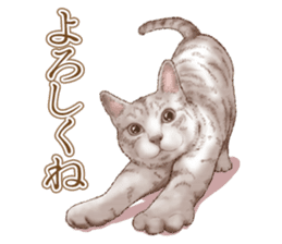 Strange pose cat 5 sticker #8460546