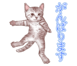 Strange pose cat 5 sticker #8460561