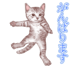 Strange pose cat 5 sticker #8460561