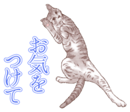 Strange pose cat 5 sticker #8460563