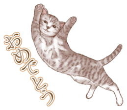 Strange pose cat 5 sticker #8460564