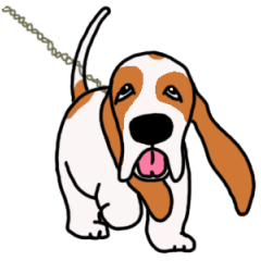 Basset hound