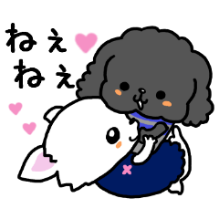 Toy poodle and Chihuahua for the couple