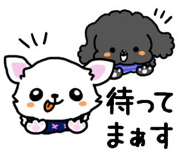 Toy poodle and Chihuahua for the couple sticker #8499201