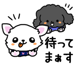 Toy poodle and Chihuahua for the couple sticker #8499201