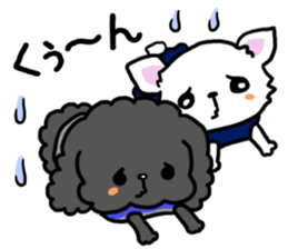 Toy poodle and Chihuahua for the couple sticker #8499204
