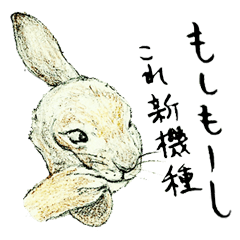 Wannabe famous rabbit