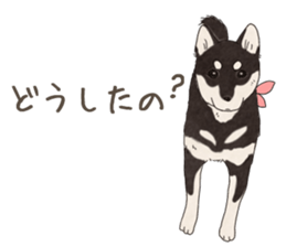 Black Mame Shiba . sticker #8513163