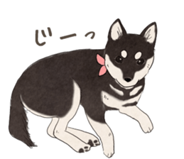 Black Mame Shiba . sticker #8513164