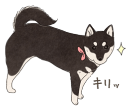 Black Mame Shiba . sticker #8513165