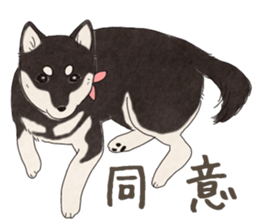 Black Mame Shiba . sticker #8513166