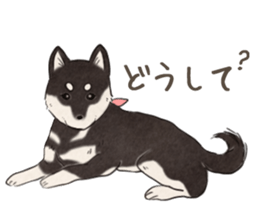 Black Mame Shiba . sticker #8513167