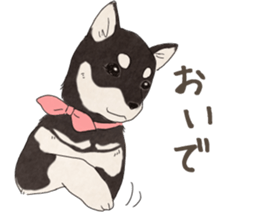 Black Mame Shiba . sticker #8513170