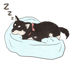 Black Mame Shiba . sticker #8513171