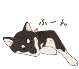 Black Mame Shiba . sticker #8513174