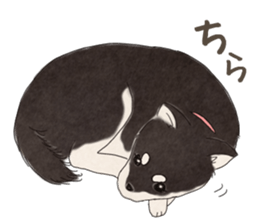 Black Mame Shiba . sticker #8513175