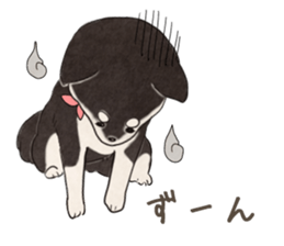 Black Mame Shiba . sticker #8513178