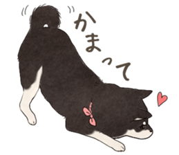 Black Mame Shiba . sticker #8513182