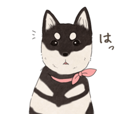 Black Mame Shiba . sticker #8513188