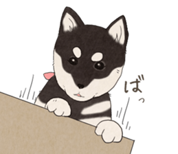 Black Mame Shiba . sticker #8513189