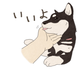 Black Mame Shiba . sticker #8513190