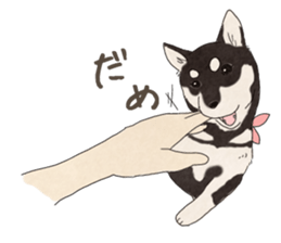 Black Mame Shiba . sticker #8513191