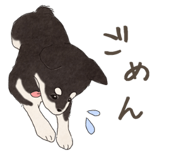 Black Mame Shiba . sticker #8513194