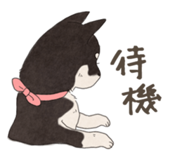 Black Mame Shiba . sticker #8513195