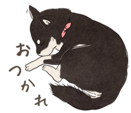 Black Mame Shiba . sticker #8513198