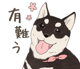 Black Mame Shiba . sticker #8513200