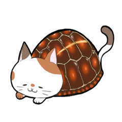 cat boxturtle