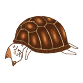 cat boxturtle sticker #8521455