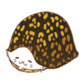 cat boxturtle sticker #8521465