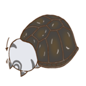 cat boxturtle sticker #8521469
