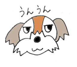 playful Shih Tzu sticker #8522086