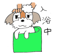 playful Shih Tzu sticker #8522104
