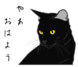 Wild of Rial-based black cat sticker #8530563